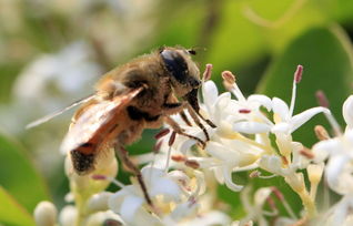 處女王未交尾成功工蜂是什么狀態(tài)(處女王長期不交尾蜂群會怎樣) 處女王未交尾成功工蜂是什么狀態(tài)(處女王長期不交尾蜂群會怎樣)
