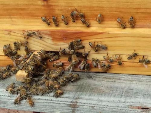 初次養(yǎng)蜂需要注意什么（初學(xué)養(yǎng)蜂的基本常識(shí)）
