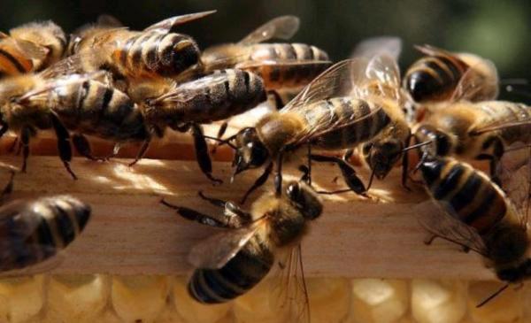 新手養蜂入門蜂王怎么放（新蜂王怎樣放進蜂箱）