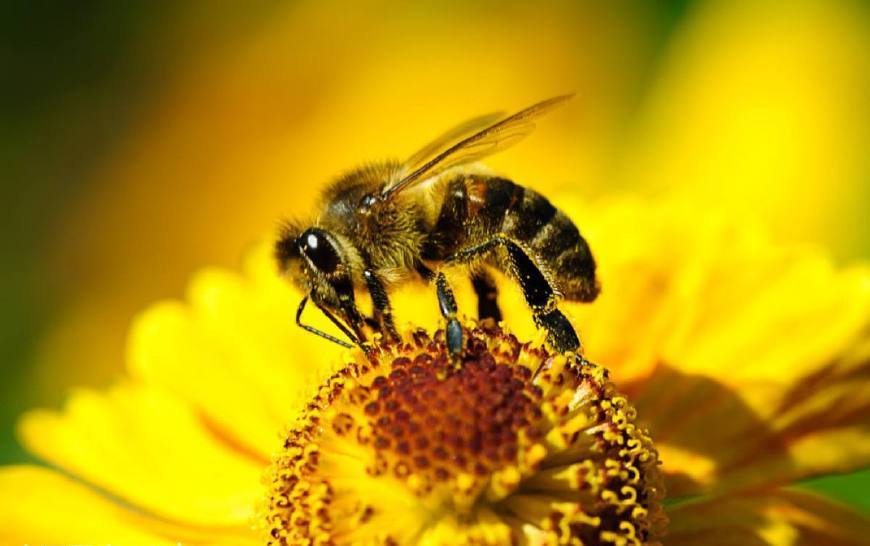 蜂蠟和石蠟的區(qū)別(怎樣區(qū)分蜂蠟和石蠟) 蜂蠟和石蠟的區(qū)別(怎樣區(qū)分蜂蠟和石蠟)