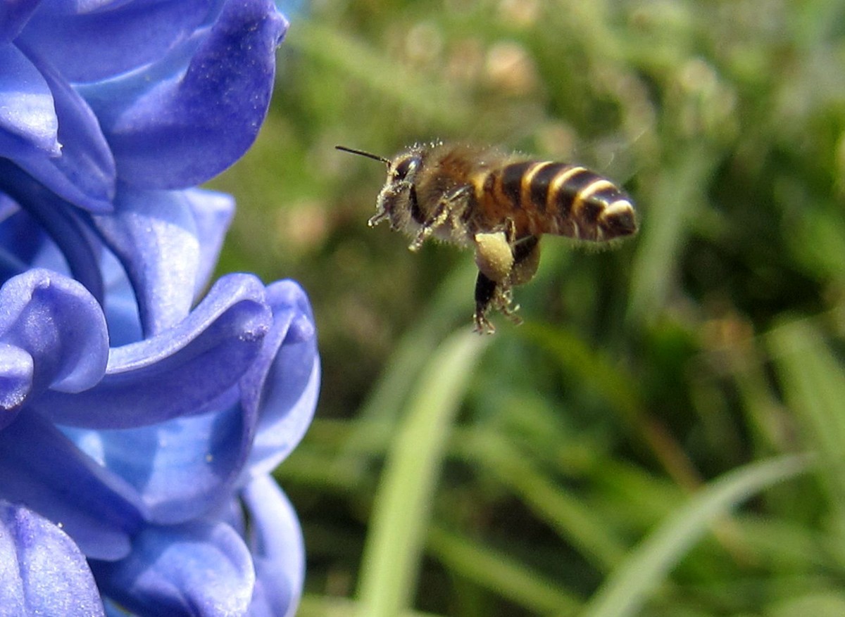新手養蜂要先學什么技術（新手怎么學養蜂）