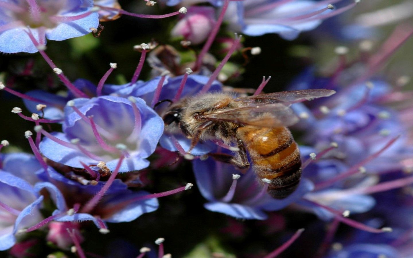 新手養蜂要先學什么技術（新手怎么學養蜂）