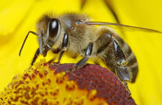 蜜蜂蜇人預(yù)示什么？有什么寓意？(民間被蜜蜂蜇了說法)