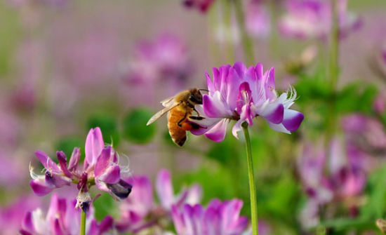 蜜源植物的種類及花期大全（十九種主要蜜源植物分布及花期）