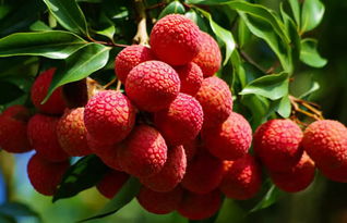 蜜源植物的種類及花期大全（十九種主要蜜源植物分布及花期）