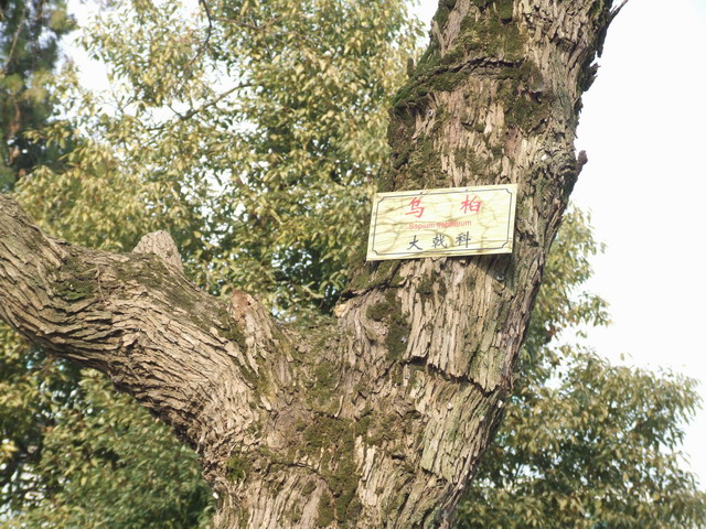 蜜源植物的種類及花期大全（十九種主要蜜源植物分布及花期）