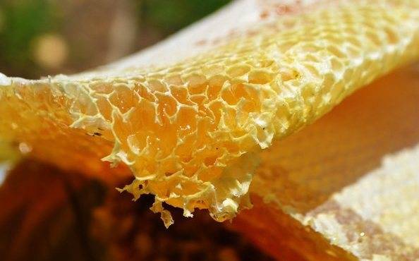 野蜂蜜價(jià)格多少錢一斤（各地正宗野蜂蜜的市場價(jià)格）