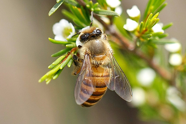 意蜂脫粉器能隔住中蜂王嗎(脫粉器有什么作用) 意蜂脫粉器能隔住中蜂王嗎(脫粉器有什么作用)