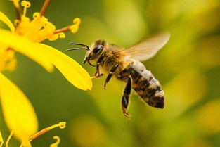 新手養蜂怎么樣投食（養蜂人飼喂蜂群的小技巧）