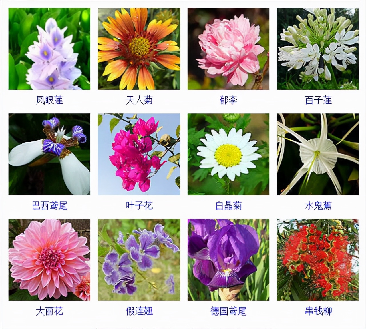 植物品種名稱大全（最常見的800種景觀觀花植物，附植物習性種植）