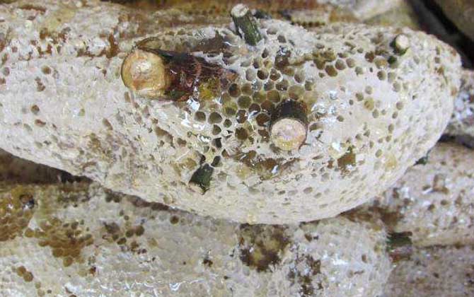 小蜜蜂一共分為幾種