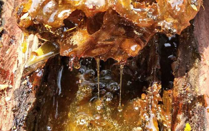 酸蜂蜜的價(jià)格是多少（云南酸蜂蜜多少錢一斤）