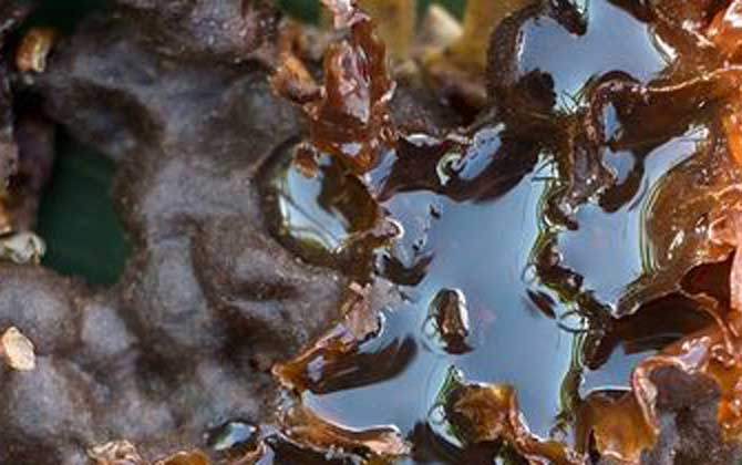 酸蜂蜜的價(jià)格是多少（云南酸蜂蜜多少錢一斤）