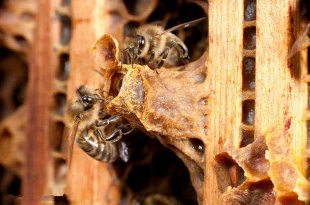 怎樣人工培育優(yōu)質(zhì)蜂王？