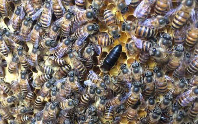 怎樣人工培育優(yōu)質(zhì)蜂王？