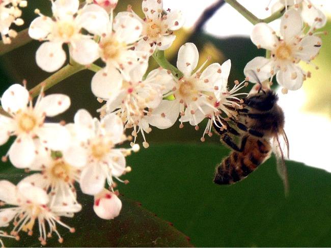盜蜂的識(shí)別和處理方法