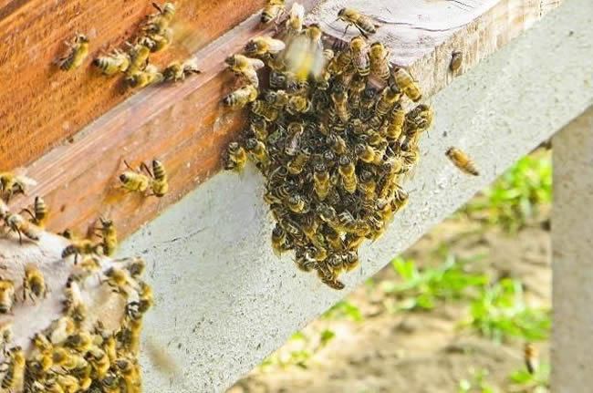 盜蜂的識(shí)別和處理方法