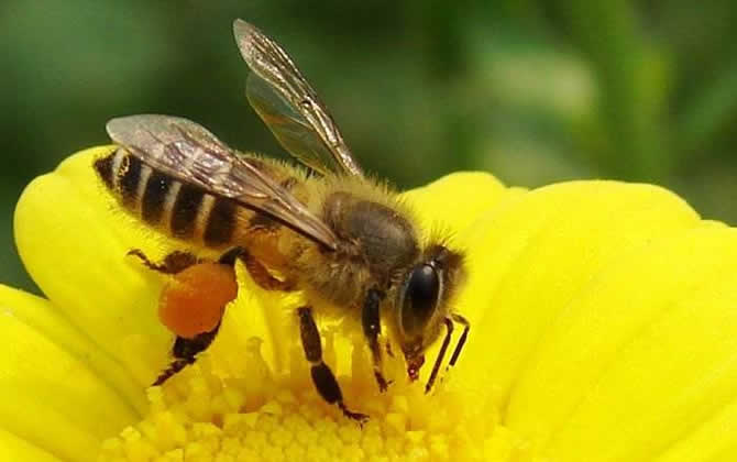 養蜜蜂如何培育蜂王? 蜂王培育