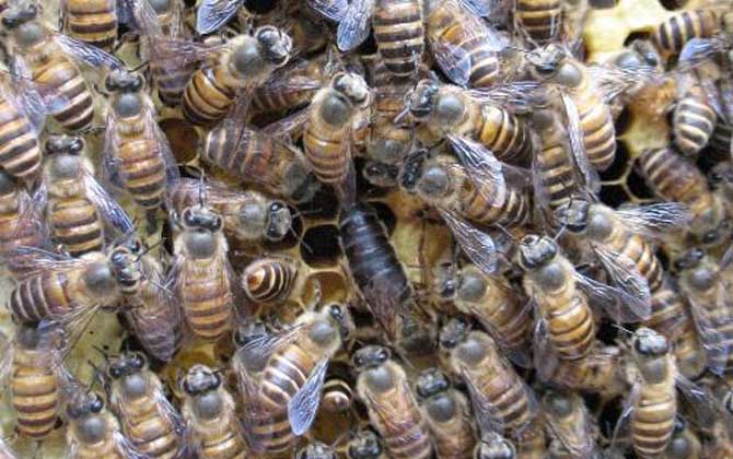 阿壩王是中蜂嗎（阿壩蜂王和中蜂蜂王有什么區別）