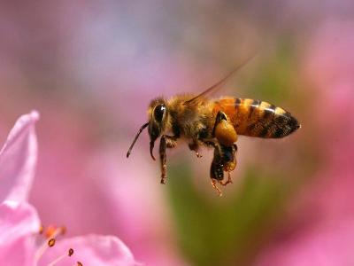 新型塑料蜂箱養蜂的優點及價格(蜂箱的制作方法) 新型塑料蜂箱養蜂的優點及價格(蜂箱的制作方法)
