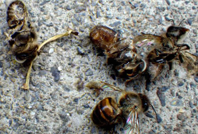 中華蜜蜂常見(jiàn)的疾病是什么，該怎么防治？