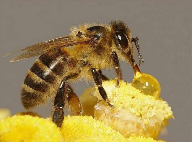 中華蜜蜂常見(jiàn)的疾病是什么，該怎么防治？