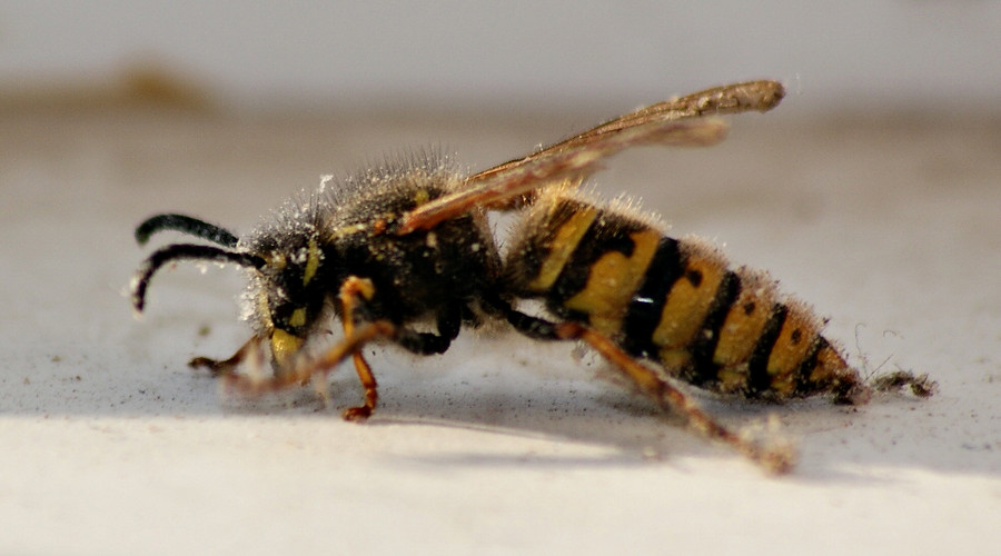 馬蜂蟄了腫了涂什么藥處理？（什么藥消腫止癢效果好）