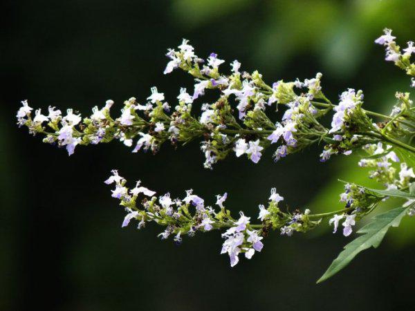 我國(guó)常見(jiàn)的蜜源樹(shù)種有哪些(什么樹(shù)蜜源最好) 我國(guó)常見(jiàn)的蜜源樹(shù)種有哪些(什么樹(shù)蜜源最好)