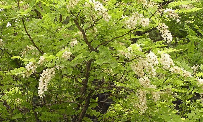 我國(guó)常見(jiàn)的蜜源樹(shù)種有哪些(什么樹(shù)蜜源最好) 我國(guó)常見(jiàn)的蜜源樹(shù)種有哪些(什么樹(shù)蜜源最好)