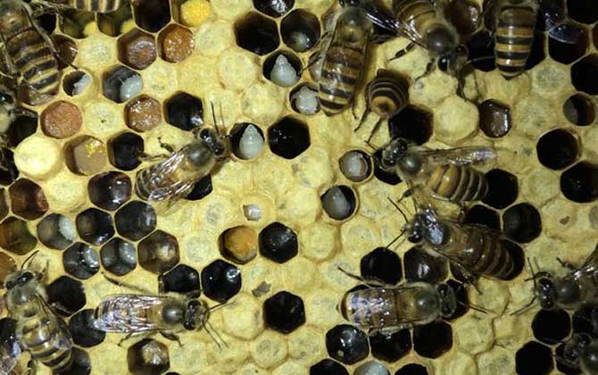 巢蟲(chóng)一般多久可以形成