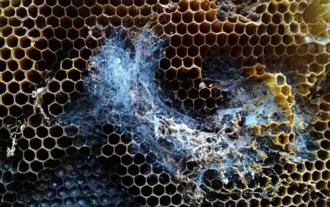 巢蟲(chóng)一般多久可以形成（巢蟲(chóng)怎么來(lái)的）