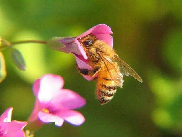 蜂螨藥的種類及用法大全(治療蜜蜂蜂螨蟲(chóng)的藥有哪幾種) 蜂螨藥的種類及用法大全(治療蜜蜂蜂螨蟲(chóng)的藥有哪幾種)
