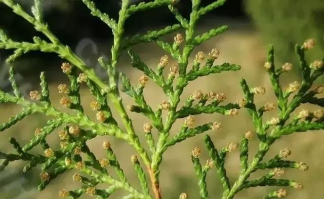 柏樹(shù)的種類有哪些（柏樹(shù)種類分辨方法）