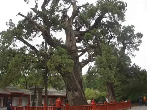 柏樹(shù)的種類有哪些（柏樹(shù)種類分辨方法）