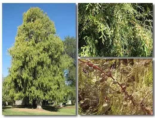 柏樹(shù)的種類有哪些（柏樹(shù)種類分辨方法）