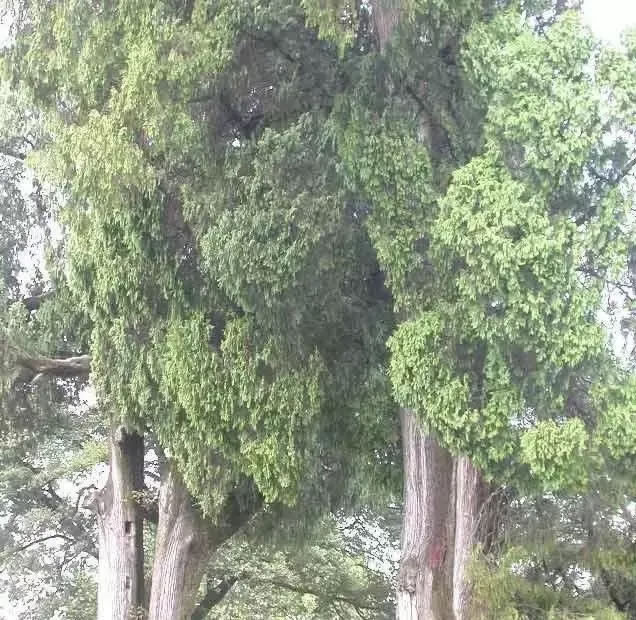 柏樹(shù)的種類有哪些（柏樹(shù)種類分辨方法）