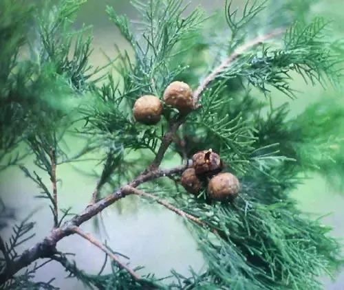 柏樹(shù)的種類有哪些（柏樹(shù)種類分辨方法）