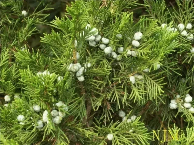 柏樹(shù)的種類有哪些（柏樹(shù)種類分辨方法）