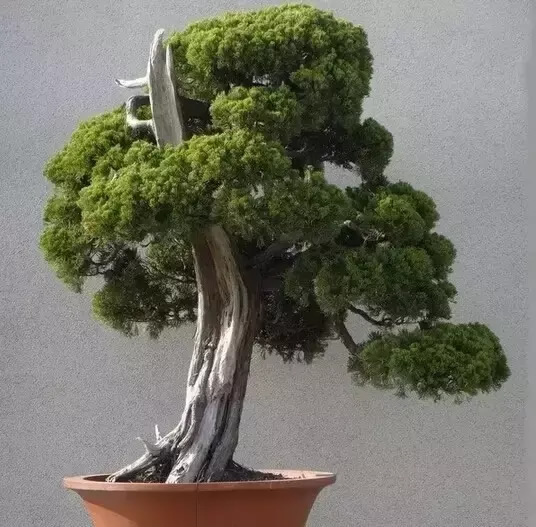 柏樹(shù)的種類有哪些（柏樹(shù)種類分辨方法）