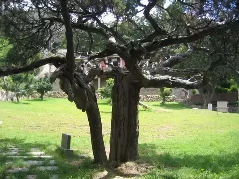 柏樹(shù)的種類有哪些（柏樹(shù)種類分辨方法）