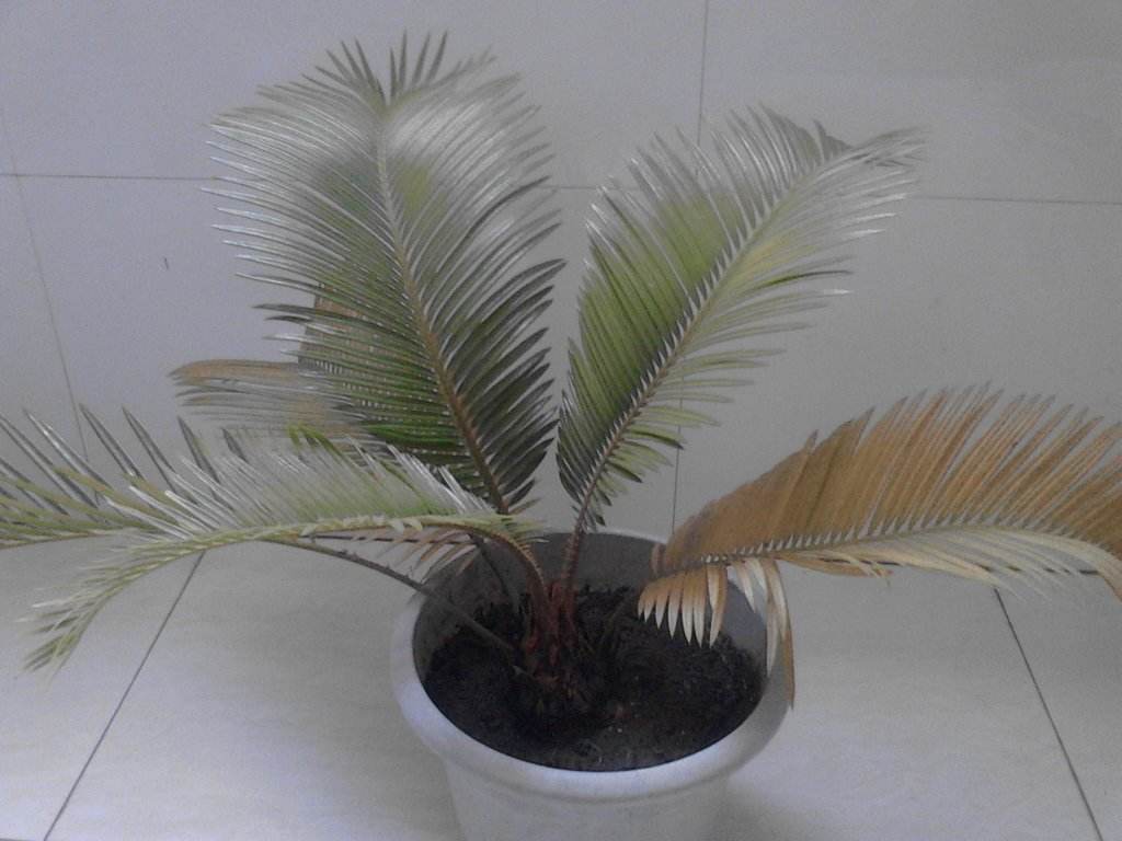 鐵樹發黃怎么補救(鐵樹發黃的補救方法) 鐵樹發黃怎么補救(鐵樹發黃的補救方法)