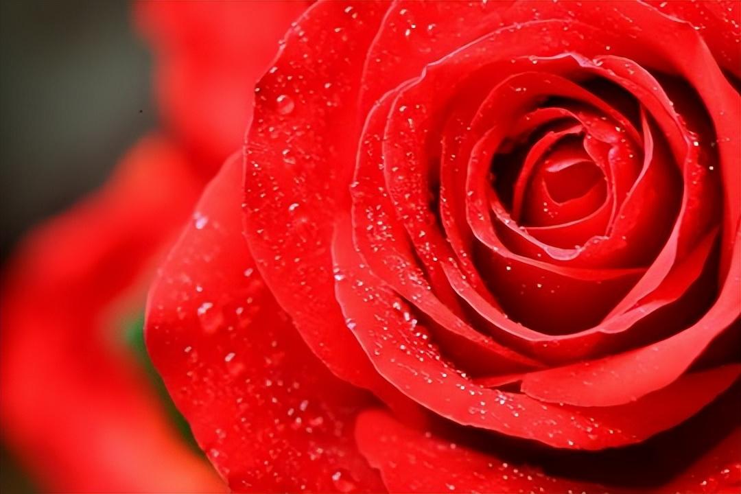 紅玫瑰的寓意和花語(紅玫瑰的象征意義) 紅玫瑰的寓意和花語(紅玫瑰的象征意義)