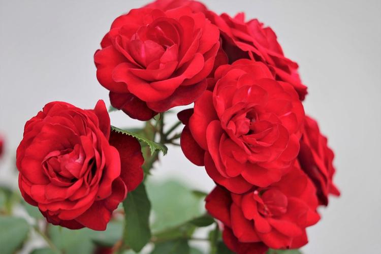 紅玫瑰的寓意和花語(紅玫瑰的象征意義) 紅玫瑰的寓意和花語(紅玫瑰的象征意義)