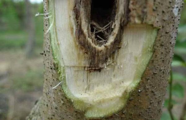 白木香是沉香嗎(白木香和沉香的區別) 白木香是沉香嗎(白木香和沉香的區別)