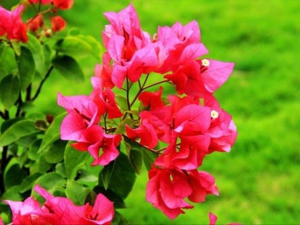 小葉杜鵑是什么科屬植物(小葉杜鵑的介紹及常見品種) 小葉杜鵑是什么科屬植物(小葉杜鵑的介紹及常見品種)