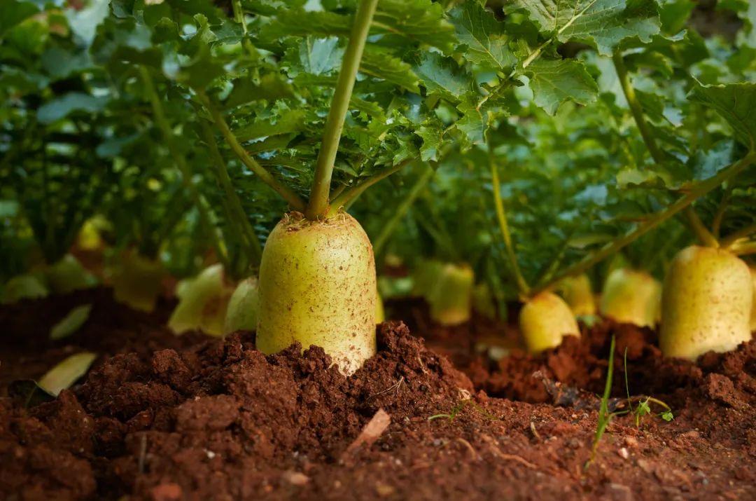 胡蘿卜屬于蘿卜嗎(胡蘿卜和蘿卜的區(qū)別) 胡蘿卜屬于蘿卜嗎(胡蘿卜和蘿卜的區(qū)別)