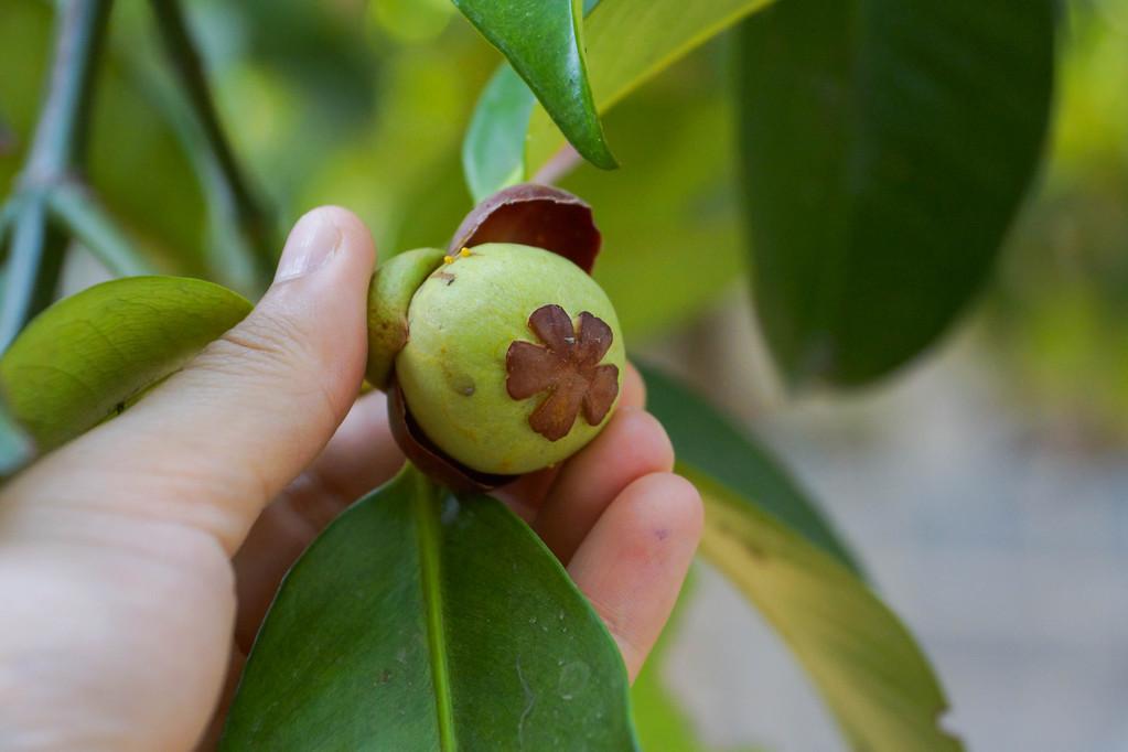 山竹到底是長在哪里的(山竹的生長環(huán)境) 山竹到底是長在哪里的(山竹的生長環(huán)境)