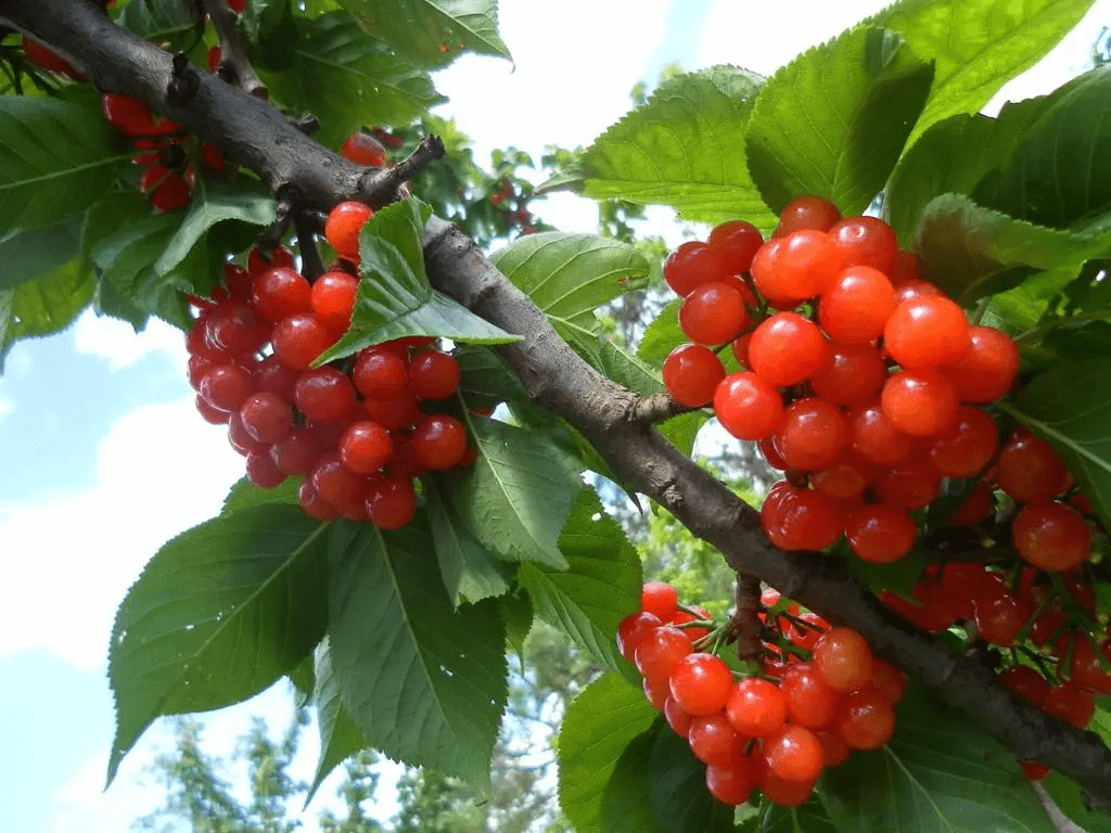 櫻桃多少錢一斤(櫻桃成本利潤(rùn)和價(jià)格) 櫻桃多少錢一斤(櫻桃成本利潤(rùn)和價(jià)格)