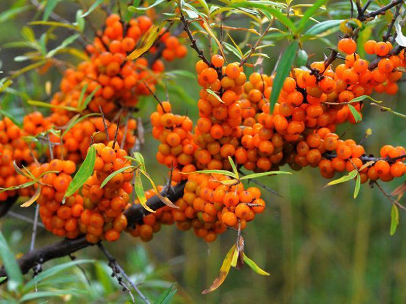 沙棘是什么科屬植物(沙棘的種植和利用價值) 沙棘是什么科屬植物(沙棘的種植和利用價值)