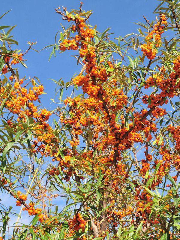 沙棘是什么科屬植物(沙棘的種植和利用價值) 沙棘是什么科屬植物(沙棘的種植和利用價值)